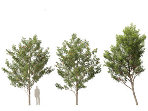 Acer saccharinum - Silver Maple 02 3D Модель