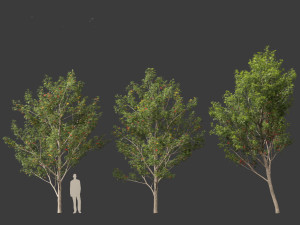 Acer saccharinum - Silver Maple 02 3D Модель