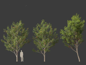 Acer saccharinum - Silver Maple 02 3D Model