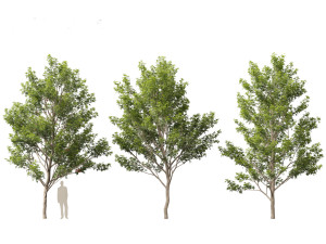 Acer saccharinum - Silver Maple 02 3D Модель