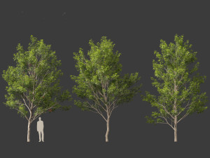 Acer saccharinum - Silver Maple 02 3D Модель