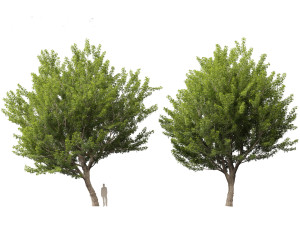 Acer saccharinum - Silver Maple 02 3D Модель