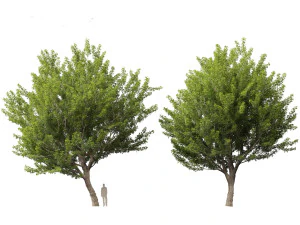 Acer saccharinum - Silver Maple 02 3D Model