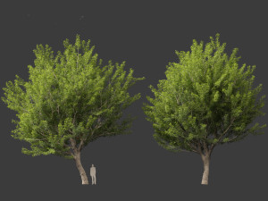 Acer saccharinum - Silver Maple 02 3D Модель