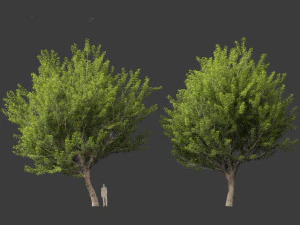 Acer saccharinum - Silver Maple 02 3D Model