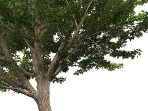 Acer saccharinum - Silver Maple 02 3D Модель