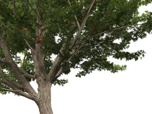 Acer saccharinum - Silver Maple 02 3D Model