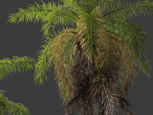 Acrocomia aculeata 01 3D 模型
