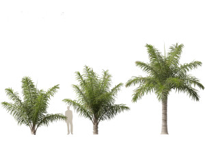 Acrocomia aculeata 01 3D 模型