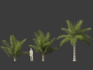 Acrocomia aculeata 01 3D 模型