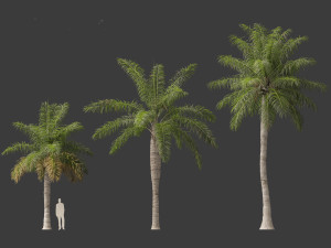 Acrocomia aculeata 01 3D 模型