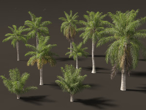Acrocomia aculeata 01 3D 模型