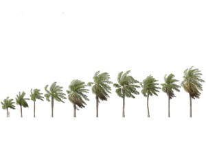 Acrocomia aculeata - Macaw palm 02 3D Model