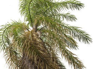 Acrocomia aculeata - Macaw palm 02 Modelo 3D