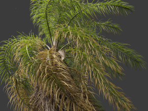 Acrocomia aculeata - Macaw palm 02 Modelo 3D
