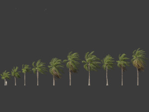 Acrocomia aculeata - Macaw palm 02 Modelo 3D