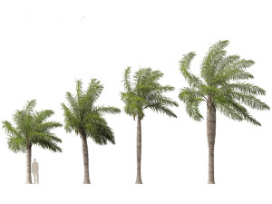 Acrocomia aculeata - Macaw palm 02 Modelo 3D