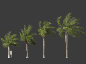 Acrocomia aculeata - Macaw palm 02 Modelo 3D