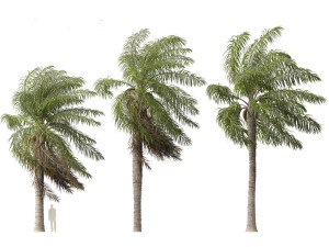 Acrocomia aculeata - Macaw palm 02 Modelo 3D
