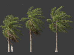 Acrocomia aculeata - Macaw palm 02 Modelo 3D