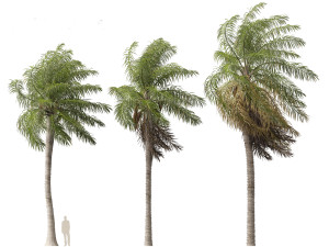 Acrocomia aculeata - Macaw palm 02 Modelo 3D