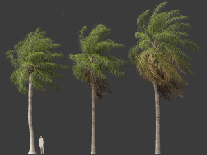 Acrocomia aculeata - Macaw palm 02 Modelo 3D
