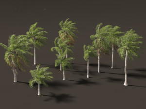 Acrocomia aculeata - Macaw palm 02 Modelo 3D