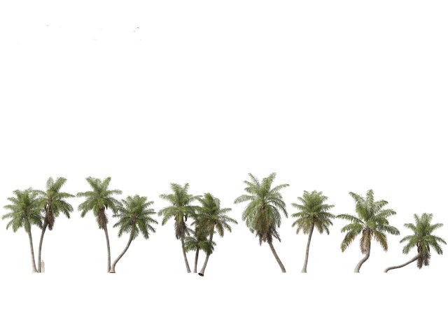 Acrocomia aculeata - Macaw palm 03 3D Model .c4d .max .obj .3ds .fbx .stl .blend 