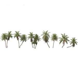 Acrocomia aculeata - Arapalm 03 3D Model