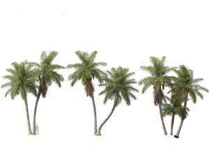 Acrocomia aculeata - Macaw palm 03 3D Model