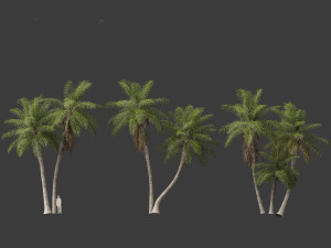Acrocomia aculeata - Macaw palm 03 3D Model