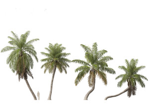 Acrocomia aculeata - Macaw palm 03 3D Model