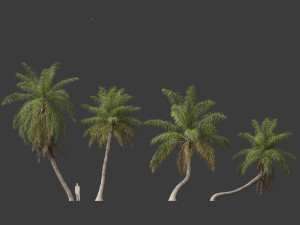 Acrocomia aculeata - Macaw palm 03 3D Model