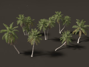 Acrocomia aculeata - Macaw palm 03 3D Model