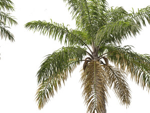 Acrocomia aculeata - Macaw palm 03 3D Model