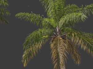 Acrocomia aculeata - Macaw palm 03 3D Model