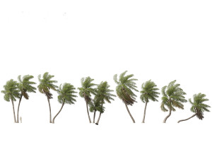 Acrocomia aculeata - Macaw palm 04 3D Model
