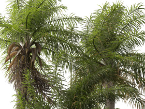 Acrocomia aculeata - Macaw palm 04 3D मॉडल