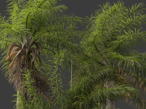 Acrocomia aculeata - Macaw palm 04 3D मॉडल