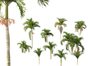 Adonidia merrillii - Christmas Palm 3D Model