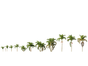 Adonidia merrillii - Christmas Palm 3D 模型