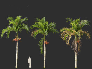 Adonidia merrillii - Christmas Palm 3D 模型