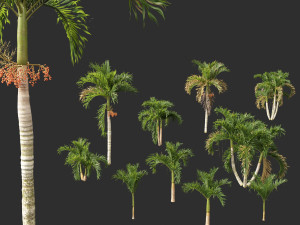 Adonidia merrillii - Christmas Palm 3D 模型