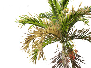 Adonidia merrillii - Christmas Palm 3D 模型