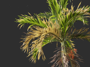 Adonidia merrillii - Christmas Palm 3D 模型