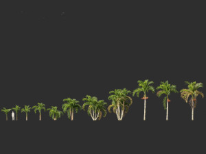 Adonidia merrillii - Christmas Palm 3D 模型