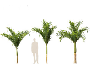 Adonidia merrillii - Christmas Palm 3D 模型