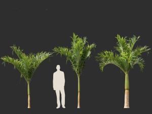 Adonidia merrillii - Christmas Palm 3D 模型