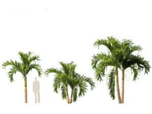 Adonidia merrillii - Christmas Palm 3D 模型