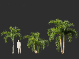 Adonidia merrillii - Christmas Palm 3D 模型